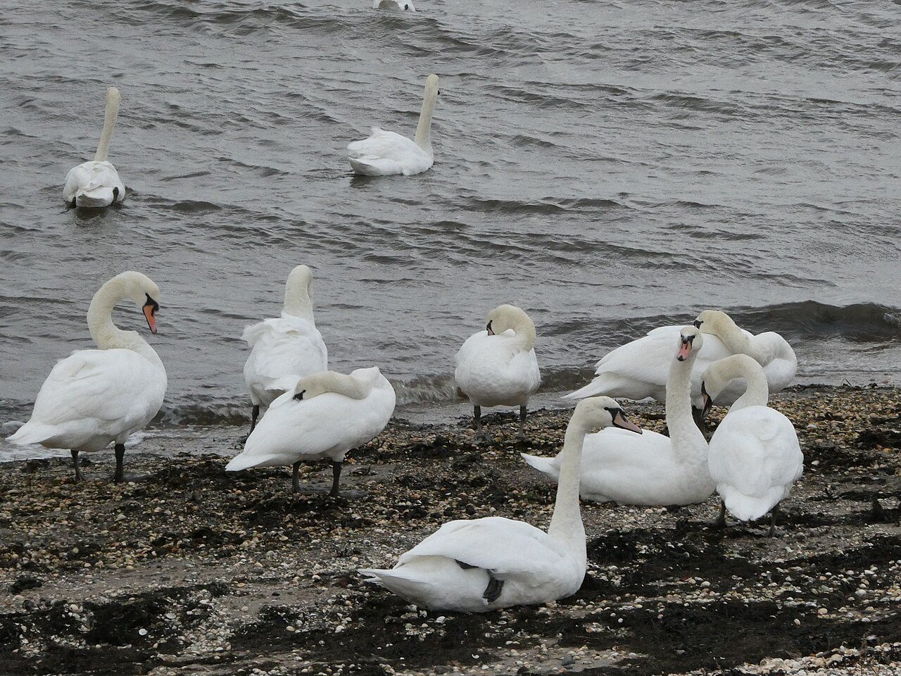 Swans on the shore of Loch Ryan, illustrating coastal wildlife.